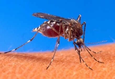 Aedes aegypti mosquite biting Human